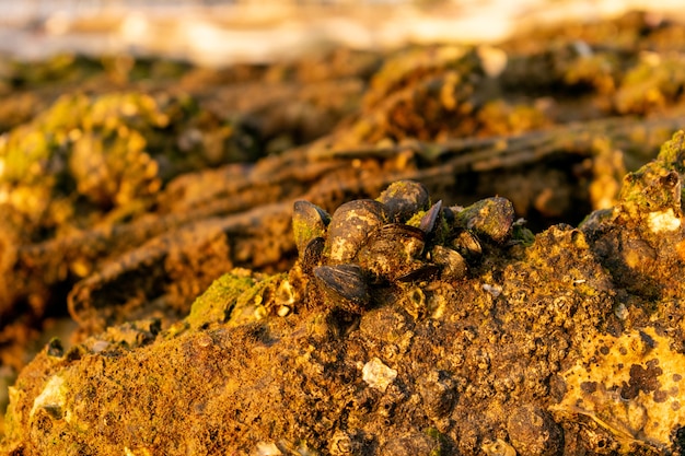 Free photo closeup shot of old seashells on the ground covered in dirt and moss under the sunlight