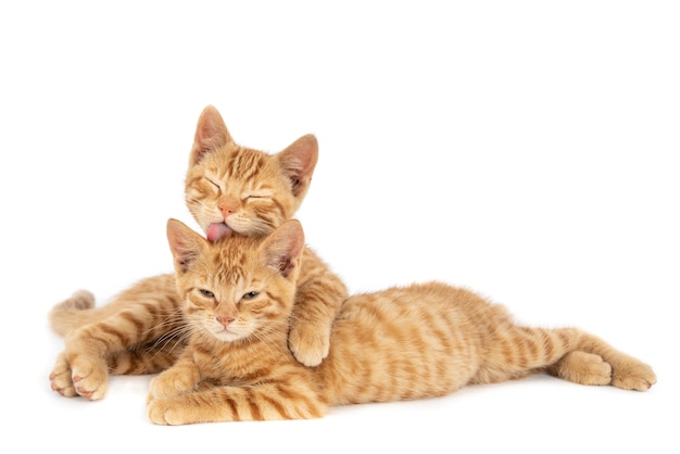 Free photo closeup shot of one ginger cat hugging and licking the other isolated on a white wall