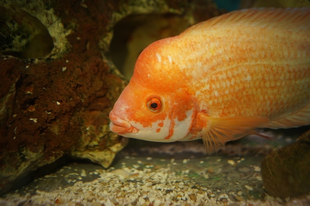 Closeup shot of an orange cichlid fish swims in the aquarium