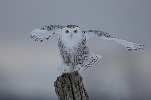 Closeup shot of an owl standing on a branch of a tree with blurred background