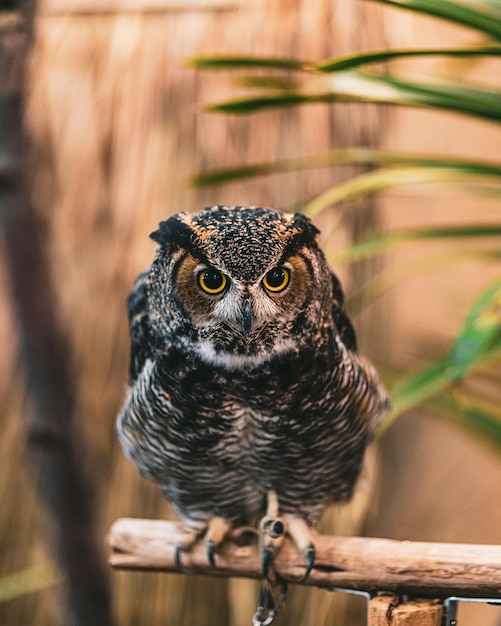 Free photo closeup shot of an owl standing on a branch of a tree