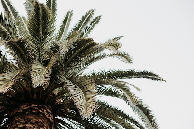 Free Photo closeup shot of palm trees isolated on the cloudy sky background