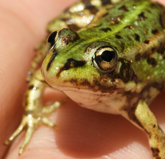 Free Photo closeup shot of a person holding a small pool frog under the lights