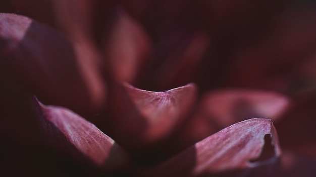 Free photo closeup shot of the petals of an exotic pink flower