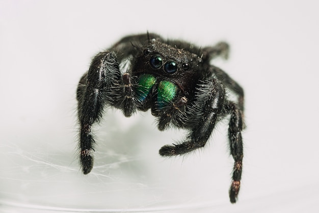 Free Photo closeup shot of a phidippus audax, a bold jumping spider