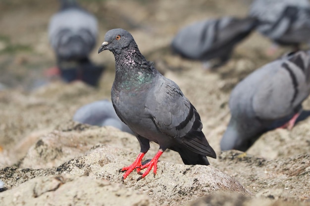 Free Photo closeup shot of a pigeon on the grou