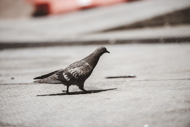 Free photo closeup shot of a pigeon walking on the ground