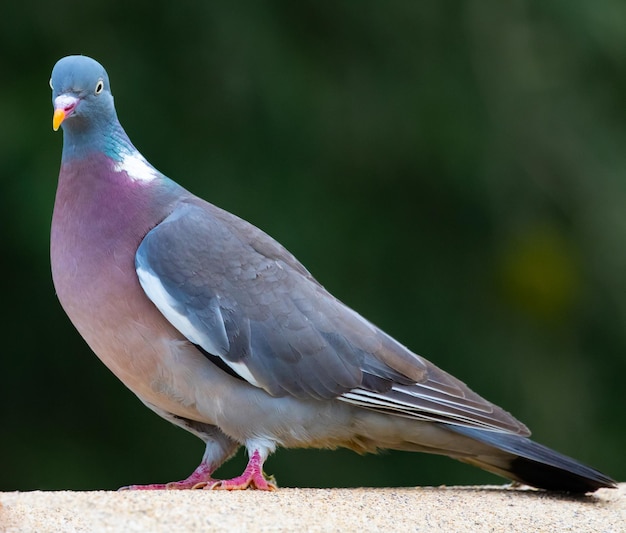 Free photo closeup shot of a pigeon