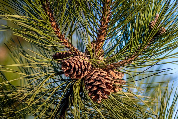 Closeup shot of pine cones hanging on the tree