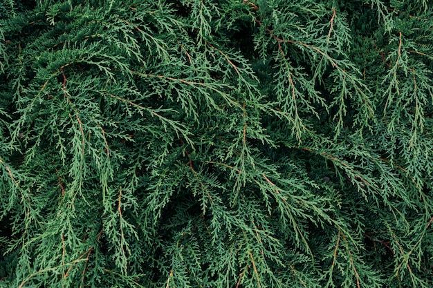 Closeup shot of pine tree leaves