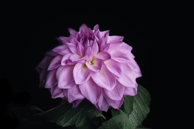 Closeup shot of a pink dahlia isolated on a black