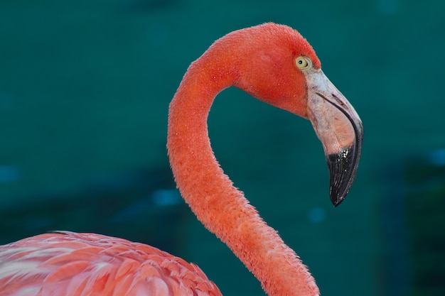 Free Photo closeup shot of a pink flamingo on blue water