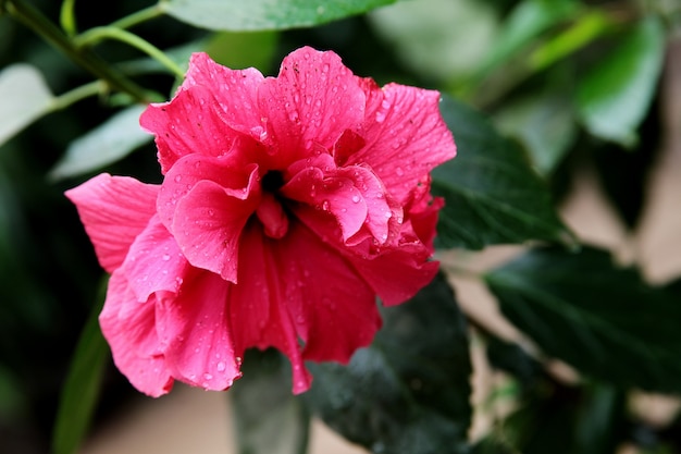 Closeup shot of a pink flower with long stamen in a peaceful forest