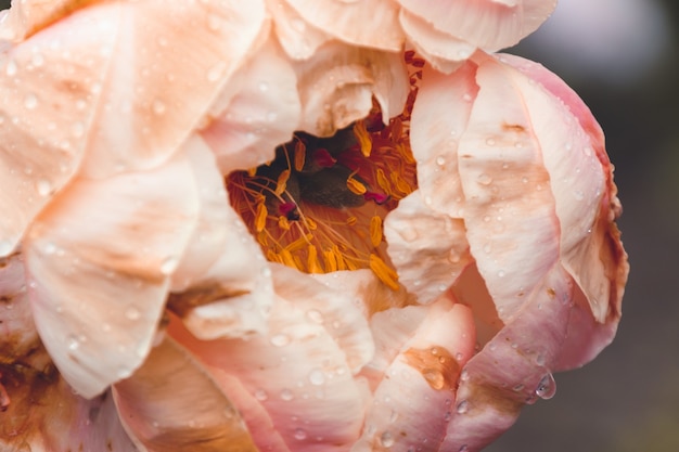 Free Photo closeup shot of a pink flower with water droplets on it