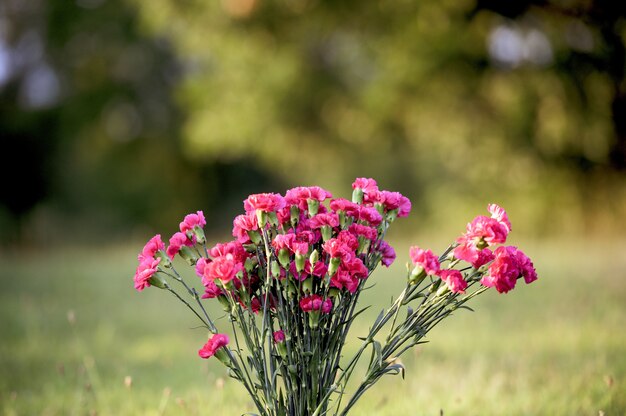 Closeup shot of pink flowers