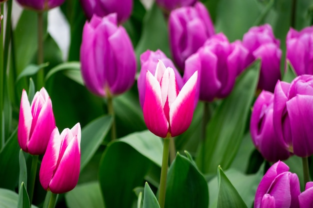 Closeup shot of the pink and purple tulip flowers in the field on a sunny day