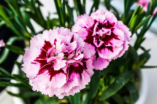 Closeup shot of pink and red dianthus caryophyllus