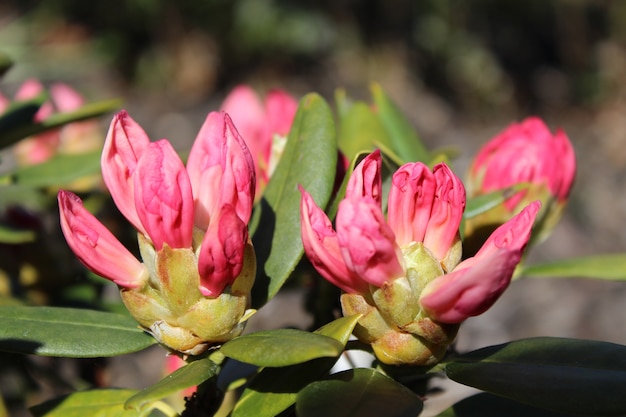 Closeup shot of the pink rhododendron flower in the garden on a sunny day