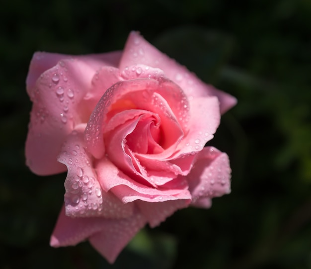 Free photo closeup shot of a pink rose with water droplets on it