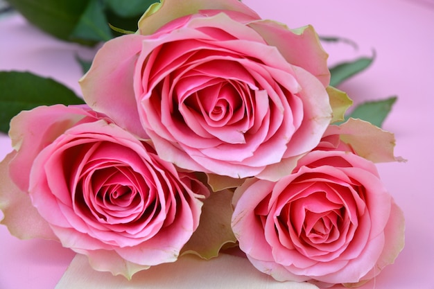 Free photo closeup shot of pink roses on a pink surface