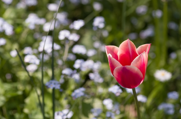 Closeup shot of pink tulip flower with a bokeh background