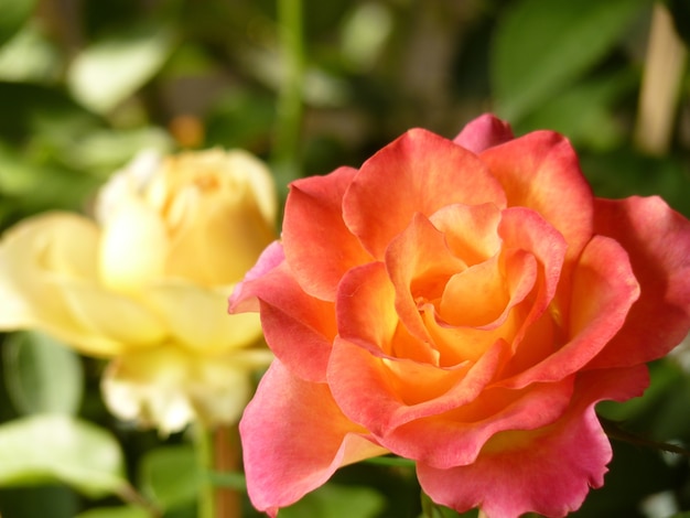 Closeup shot of the pink and white roses next to each other