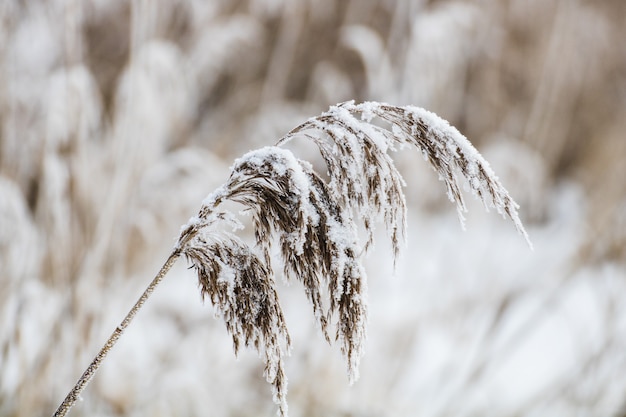 Free photo closeup shot of a plant covered with snow