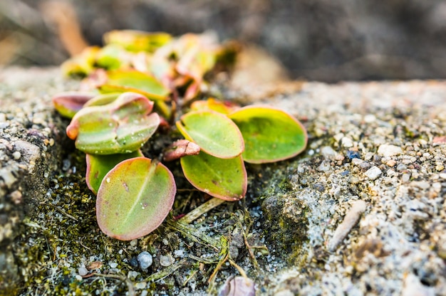 Free photo closeup shot of a plant growing on the ground