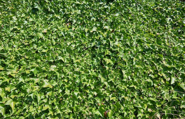 Free photo closeup shot of plant leaves