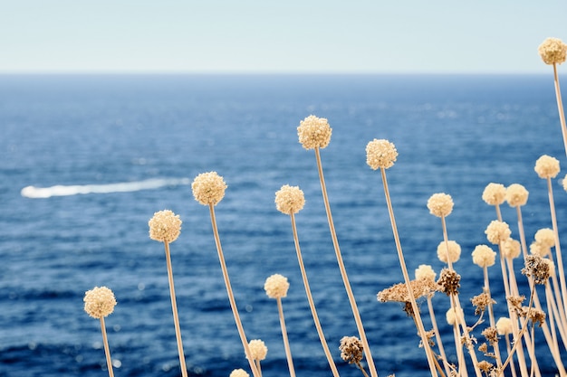 Free photo closeup shot of plant with a blurred sea