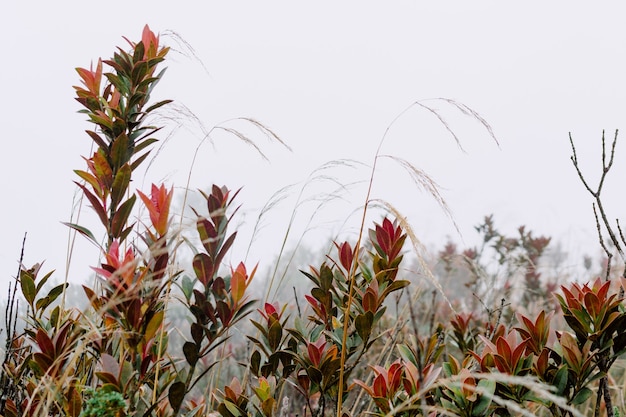 Free Photo closeup shot of a plant with green and red leaves