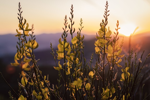 Free photo closeup shot of plants with green leaves with warm sunset light on it