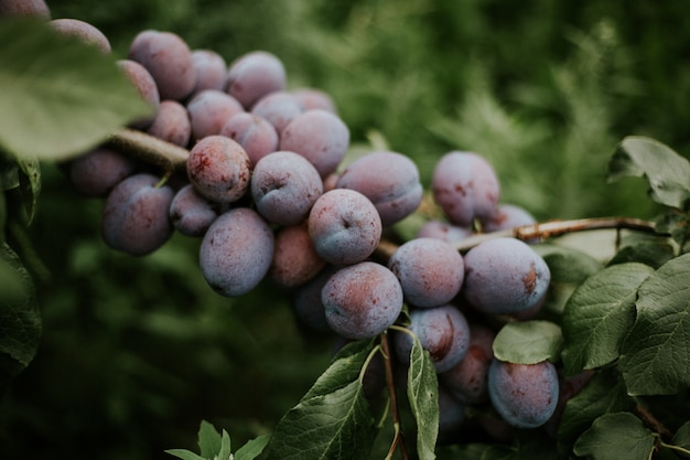 Closeup shot of plums on the branch