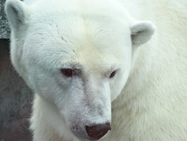 Free photo closeup shot of a polar bear