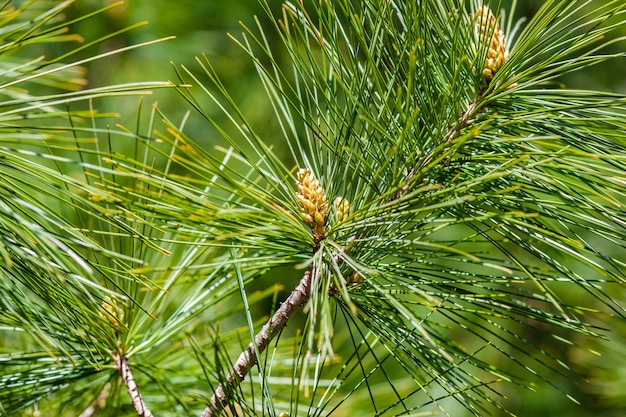 Closeup shot of pond pine branches under the sunlight