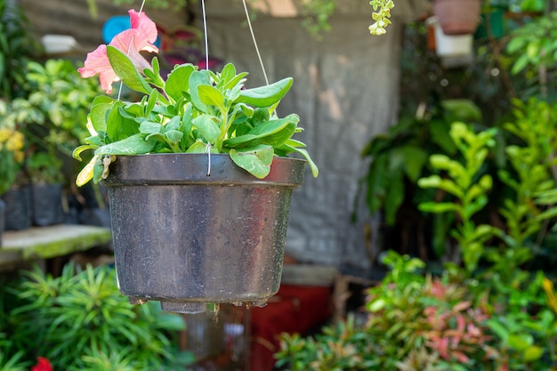 Free photo closeup shot of a pot with the green leaves of a beautiful pink flower hanged in the flower store