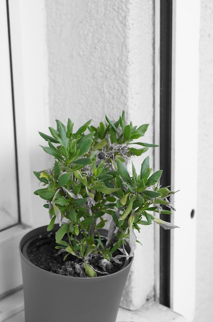 Closeup shot of a potted against a white wall