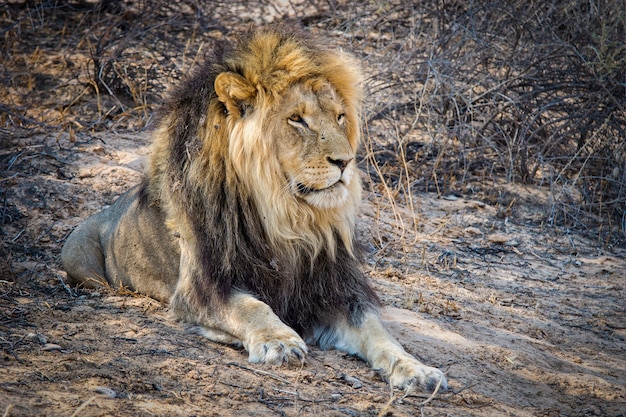 Free Photo closeup shot of a powerful lion laying on the ground