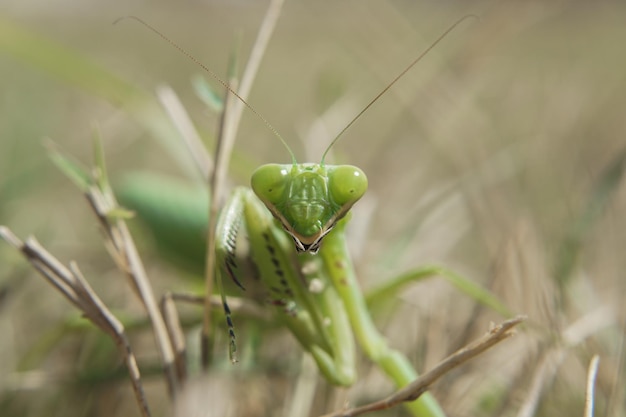 Closeup shot of praying mantis on green grass with a blurred background