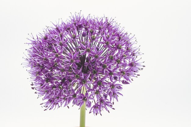 Closeup shot of purple allium flower head