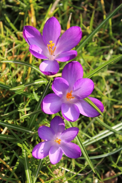 Closeup shot of the purple blooming flower in the field on a sunny day