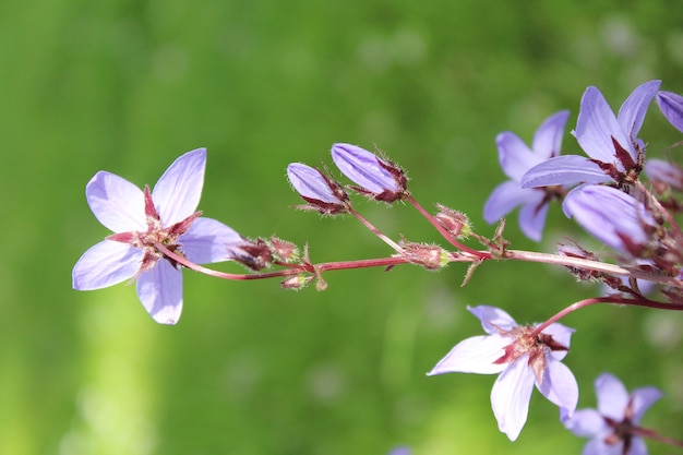 Free photo closeup shot of the purple blooming flower in the garden on a sunny day