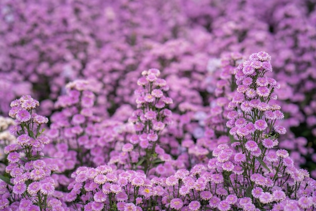 Free photo closeup shot of purple bushy aster flowers growing in a field