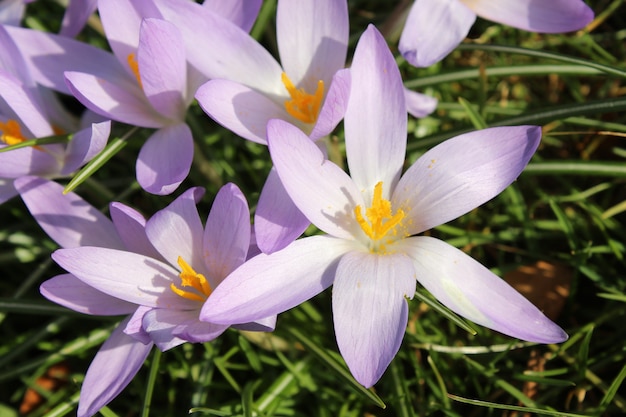 Free photo closeup shot of the purple crocus spring flower in the garden on a sunny day