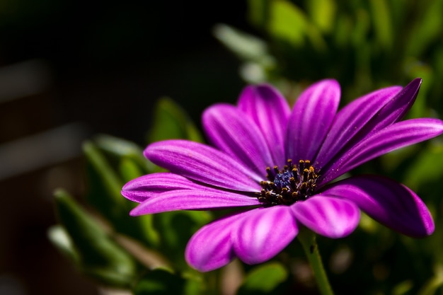 Free photo closeup shot of a purple flower growing through the grass