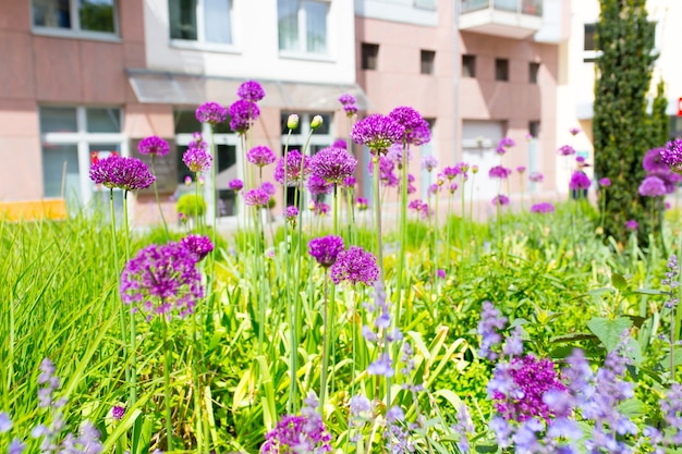 Closeup shot of purple flowers and grass in a garden