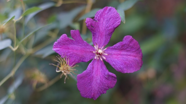 Free photo closeup shot of purple gilliflower