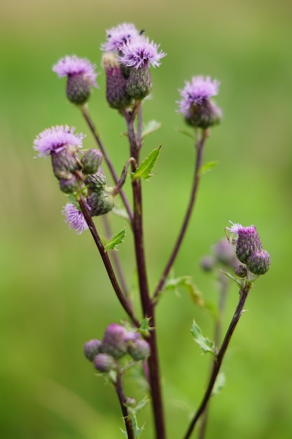 Free photo closeup shot of a purple and green flower during daytime