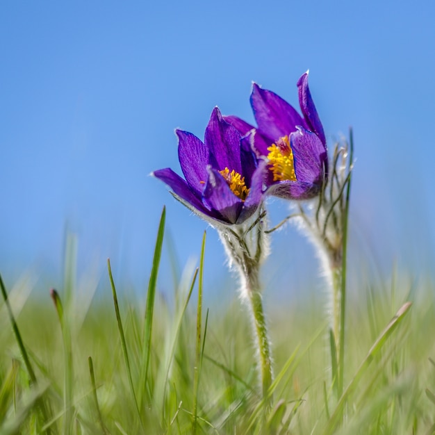 Closeup shot of a purple pasqueflower