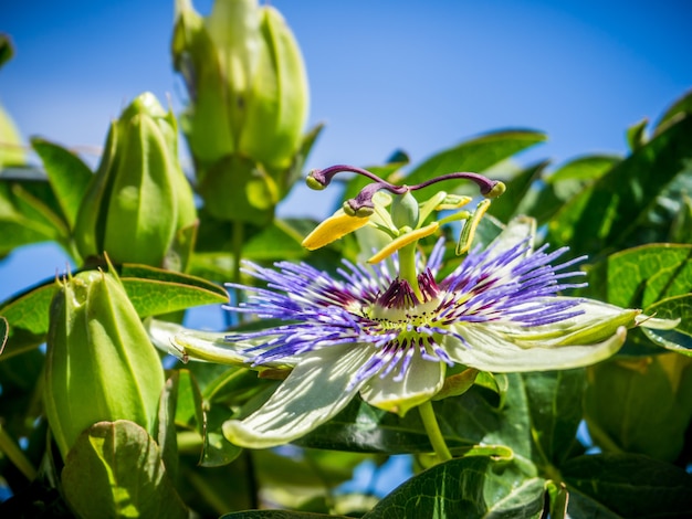 Free photo closeup shot of a purple-petaled flower with green leaves under a blue sky